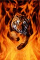 /album/galleria-fotografica/a2400-1337-una-tigre-del-bengala-salta-tra-le-fiamme-posters-jpg-jpeg/